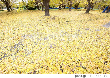 華やかな黄葉(祖父江町ぎんなん) 華やかな黄葉(祖父江町ぎんなん) 109356049