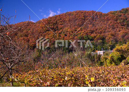晩秋の甲州塩山 晩秋の甲州塩山 109356093