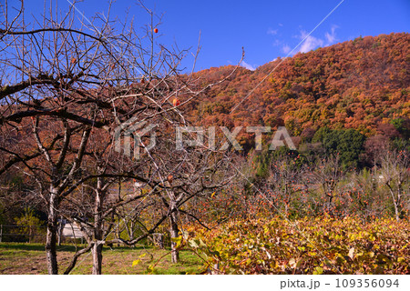 晩秋の甲州塩山 晩秋の甲州塩山 109356094