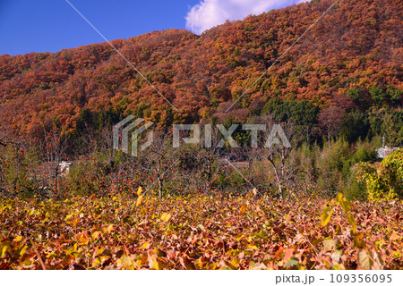 晩秋の甲州塩山 晩秋の甲州塩山 109356095