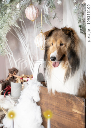 クリスマスのセットに入ったシェルティーのナノ クリスマスのセットに入ったシェルティーのナノ 109356100