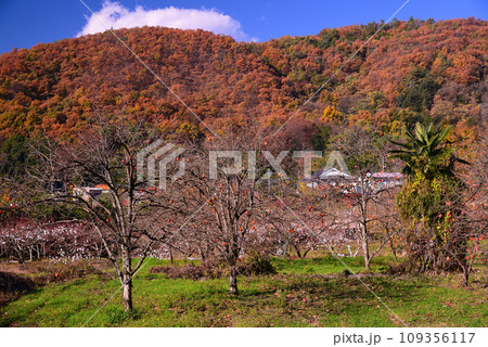 晩秋の甲州塩山 晩秋の甲州塩山 109356117