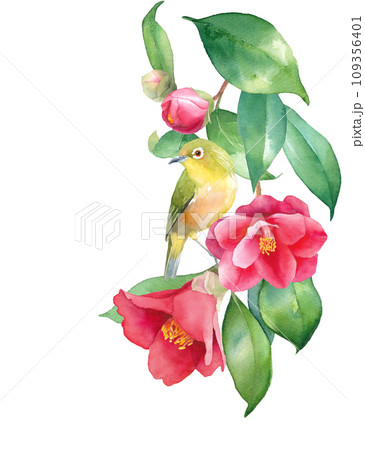 上から下がる赤いツバキに止まる小鳥（メジロ）の水彩イラスト。早春のイメージ。 109356401