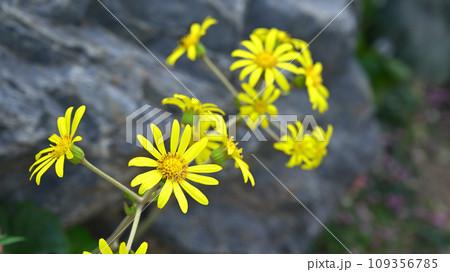 秋から冬にに咲く黄色い花 109356785
