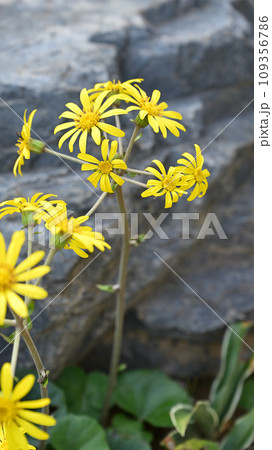 秋から冬にに咲く黄色い花 秋から冬にに咲く黄色い花 109356786