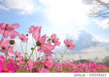 コスモス畑　雲のある青空　太陽光 109356823