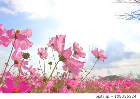 コスモス畑 雲のある青空 太陽光 コスモス畑 雲のある青空 太陽光 109356824