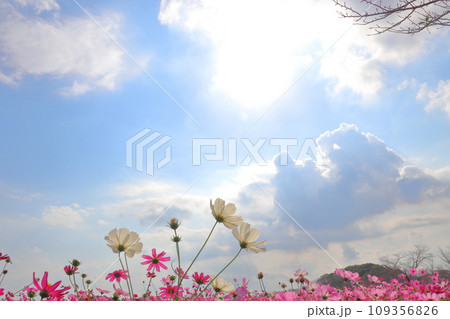 コスモス畑 雲のある青空 太陽光 コスモス畑 雲のある青空 太陽光 109356826