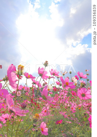 コスモス畑　雲のある青空　太陽光 109356839