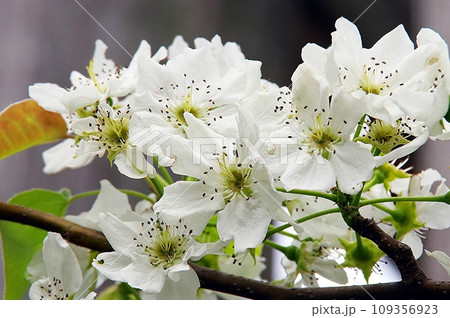 白い梨の花 白い梨の花 109356923