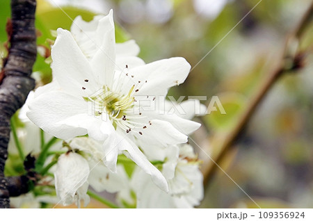 梨の花 梨の花 109356924