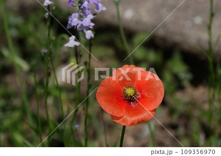 ナガミヒナゲシの花 ナガミヒナゲシの花 109356970
