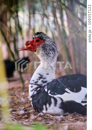 white goose with black spots white goose with black spots 109357122