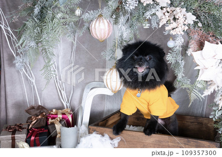 クリスマスのセットに入った黒いポメラニアン クリスマスのセットに入った黒いポメラニアン 109357300