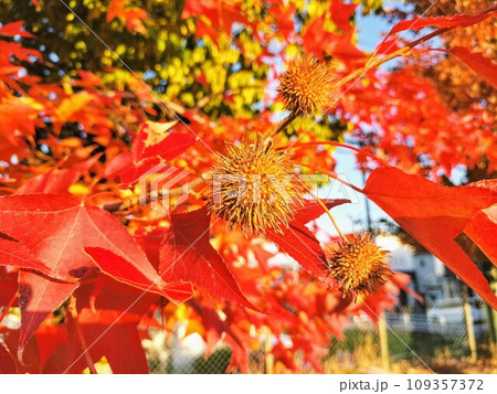 カエデの実　231203 109357372