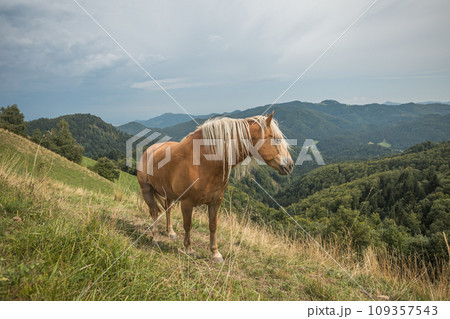 Beautiful red horse with long blond mane in summer field with mountains in background, Slovenia 109357543