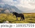 Beautiful horses in mountain landscape in the foreground, Dolomites, Italy. Sunny day. Travel concept.Tre Cime di Lavaredo with beautiful blue sky, Dolomiti di Sesto. Travel concept 109357559