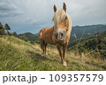 Beautiful red horse with long blond mane in summer field with mountains in background, Slovenia 109357579