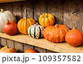 Different shape, size and color pumpkin wooden display on the harvest festival. Concept of Halloween, autumn symbol, pumpkins for decoration, unusual vegetable competition, vitamin and healthy eating 109357582