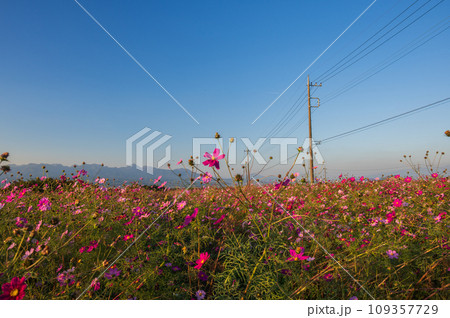 鼻高展望花の丘 コスモス畑 秋の風景 鼻高展望花の丘 コスモス畑 秋の風景 109357729