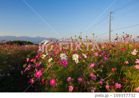 鼻高展望花の丘 コスモス畑 秋の風景 鼻高展望花の丘 コスモス畑 秋の風景 109357732
