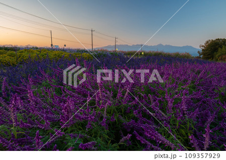 鼻高展望花の丘 花畑 ラベンダー アメジスト 鼻高展望花の丘 花畑 ラベンダー アメジスト 109357929