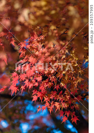 京都東福寺境内の紅葉 109357995