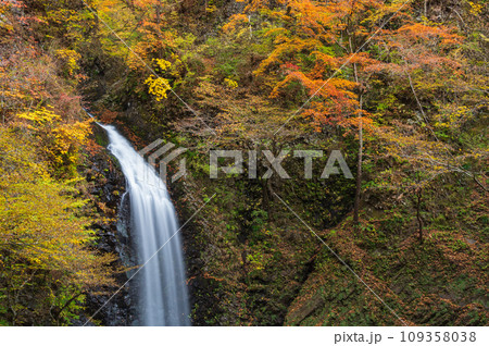秋の大仙の滝　紅葉と滝　世立八滝 109358038
