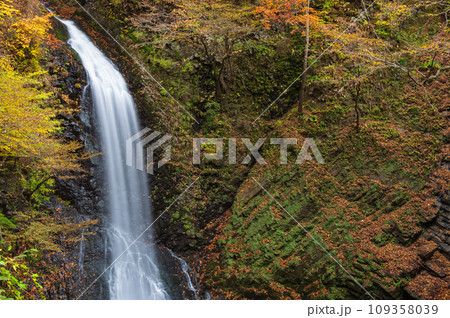秋の大仙の滝　紅葉と滝　世立八滝 109358039