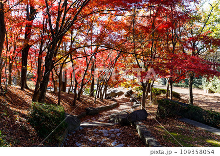 東京都多摩市 一本杉公園の紅葉 東京都多摩市 一本杉公園の紅葉 109358054