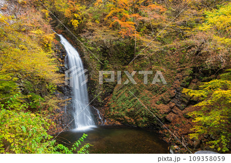 秋の大仙の滝　紅葉と滝　世立八滝 109358059