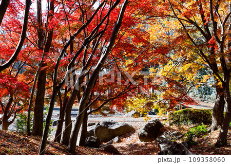 東京都多摩市　一本杉公園の紅葉 109358060