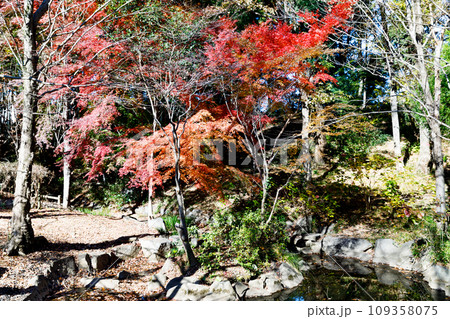 東京都多摩市　一本杉公園の紅葉 109358075