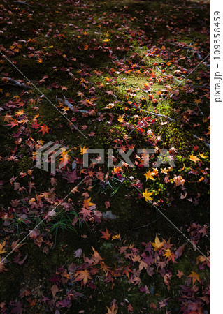 寺社庭園の苔と紅葉のコラボレーション 109358459