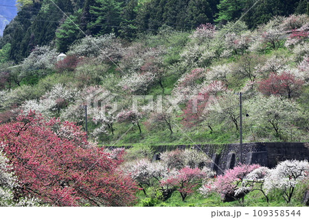 花桃の里に咲く花桃 109358544