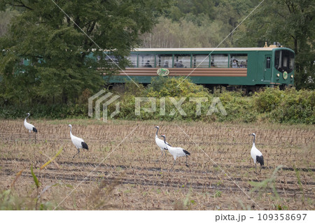 丹頂鶴と出会える釧路湿原ノロッコ号 109358697