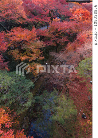 京都東福寺境内の紅葉 109358836