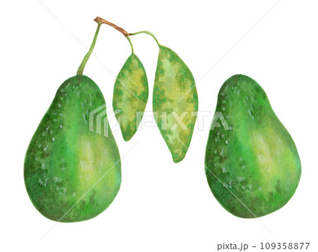 Whole avacado fruit with or without leaves. Organic vegan food product for natural product packaging, design menu, web.Marker illustration in watercolor style.Green fruit.Isolated hand art. 109358877