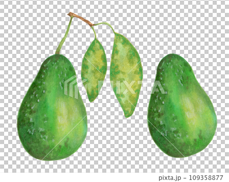 Whole avacado fruit with or without leaves. Organic vegan food product for natural product packaging, design menu, web.Marker illustration in watercolor style.Green fruit.Isolated hand art. 109358877
