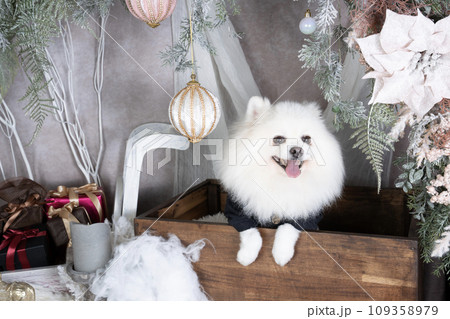 クリスマスのセットに入った白いポメラニアン クリスマスのセットに入った白いポメラニアン 109358979