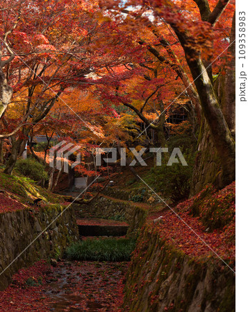 京都東福寺境内の紅葉 109358983