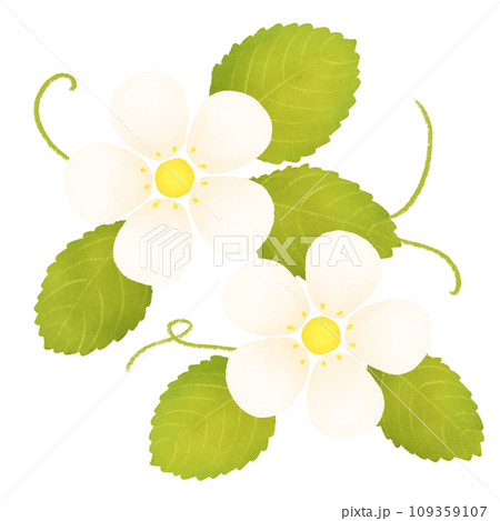 手描き風の苺の花のイラスト 109359107