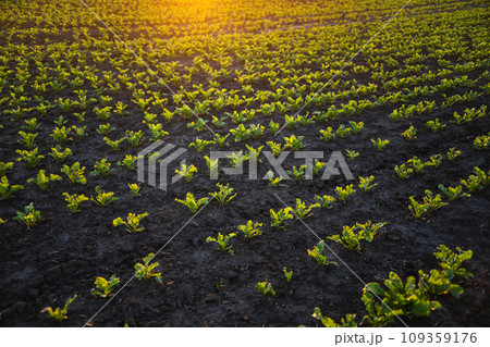 Rows of young sugar beetroot field. Leaves of young beet root plants in a sunset. Beetroots growing on agricultural field. The concept of agriculture, healthy eating, organic food. Rows of young sugar beetroot field. Leaves of young beet root plants in a sunset. Beetroots growing on agricultural field. The concept of agriculture, healthy eating, organic food. 109359176