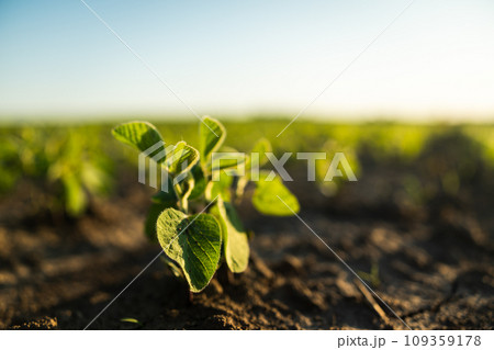 Young sprouts of a soybean plant grow in rows on an agricultural field. Young soy bean plant against the sun. Selective focus. Soft focus. 109359178