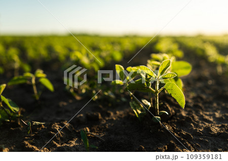 Cose up rows of green soybean plant on the fertile agiculture field in summer. Young soy bean plant against the sun. Selective focus. Soft focus. 109359181