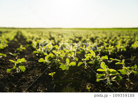 Field with young bean sprouts in the summer. A row of young soybean shoots stretches up. Rows of soy plants on an agricultural plantation. Selective focus. 109359188