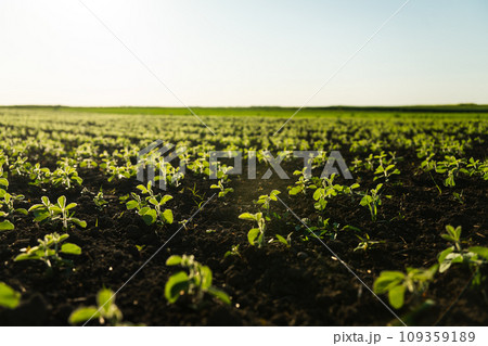 Soybean, soya bean sprout. Growing soybeans on agricultural farmers field. Products for vegetarians. Agricultural soy plantation in a sunny day. Soybean, soya bean sprout. Growing soybeans on agricultural farmers field. Products for vegetarians. Agricultural soy plantation in a sunny day. 109359189