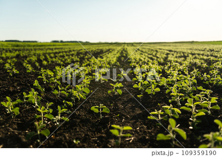 Young leaves and buds of a soybean plants during the period of active growth. Soybean agricultural field in the summer sun. Row. Selective focus. Young leaves and buds of a soybean plants during the period of active growth. Soybean agricultural field in the summer sun. Row. Selective focus. 109359190