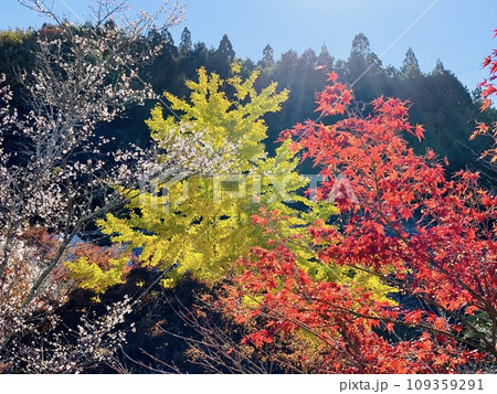 四季桜と紅葉・銀杏の競演〈小原ふれあい公園/愛知県豊田市〉 四季桜と紅葉・銀杏の競演〈小原ふれあい公園/愛知県豊田市〉 109359291