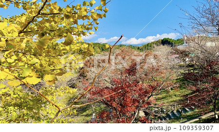 四季桜と紅葉・銀杏の競演〈小原ふれあい公園/愛知県豊田市〉 四季桜と紅葉・銀杏の競演〈小原ふれあい公園/愛知県豊田市〉 109359307